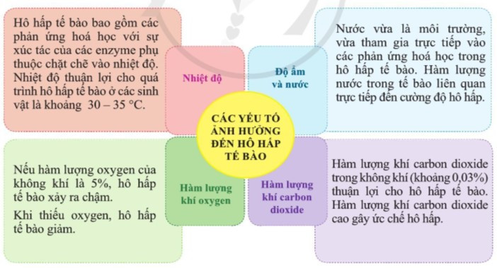 Lý thuyết Khoa học tự nhiên 7 Bài 22: Các yếu tố ảnh hưởng đến hô hấp tế bào - Cánh diều (ảnh 1)