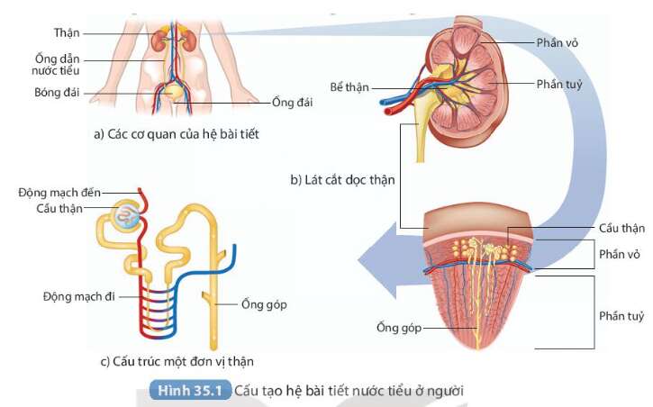 Giải SGK Khoa học tự nhiên 8 Bài 35 (Kết nối tri thức): Hệ bài tiết ở người (ảnh 1)