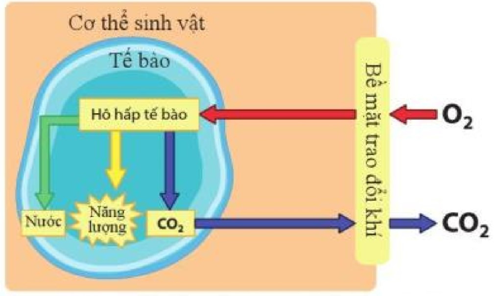 Lý thuyết Khoa học tự nhiên 7 Bài 23: Trao đổi khí ở sinh vật - Cánh diều (ảnh 1)