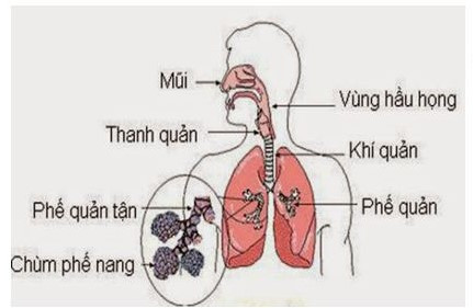 Lý thuyết Khoa học tự nhiên 7 Bài 23: Trao đổi khí ở sinh vật - Cánh diều (ảnh 1)