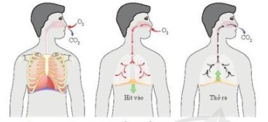 Lý thuyết Khoa học tự nhiên 7 Bài 23: Trao đổi khí ở sinh vật - Cánh diều (ảnh 1)