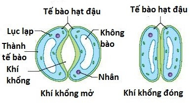 Lý thuyết Khoa học tự nhiên 7 Bài 23: Trao đổi khí ở sinh vật - Cánh diều (ảnh 1)