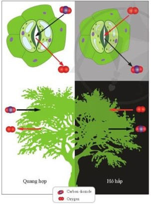 Lý thuyết Khoa học tự nhiên 7 Bài 23: Trao đổi khí ở sinh vật - Cánh diều (ảnh 1)