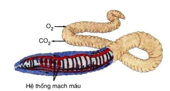 Lý thuyết Khoa học tự nhiên 7 Bài 23: Trao đổi khí ở sinh vật - Cánh diều (ảnh 1)