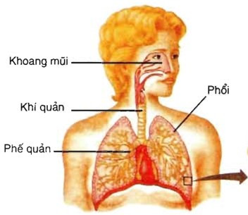 Lý thuyết Khoa học tự nhiên 7 Bài 23: Trao đổi khí ở sinh vật - Cánh diều (ảnh 1)