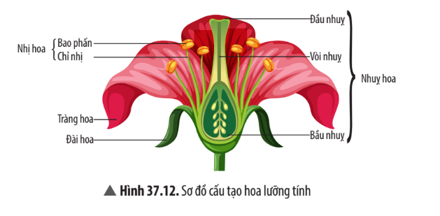 Khoa học tự nhiên 7 Bài 37: Sinh sản ở sinh vật | KHTN 7 Chân trời sáng tạo (ảnh 30)