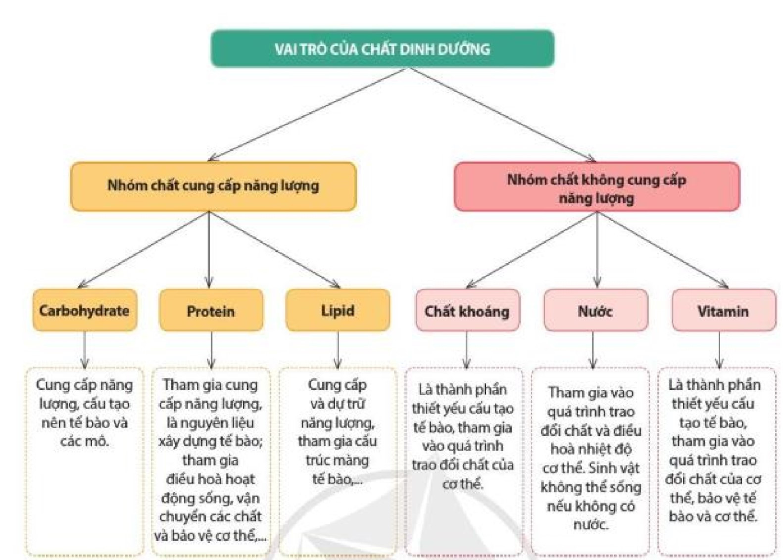 Lý thuyết Khoa học tự nhiên 7 Bài 24: Vai trò của nước và các chất dinh dưỡng đối với cơ thể sinh vật - Cánh diều (ảnh 1)