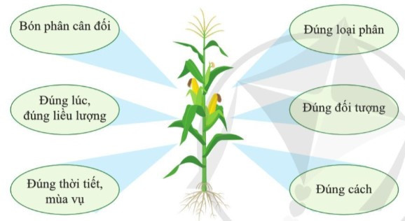 Lý thuyết Khoa học tự nhiên 7 Bài 25: Trao đổi nước và các chất dinh dưỡng ở thực vật - Cánh diều (ảnh 1)