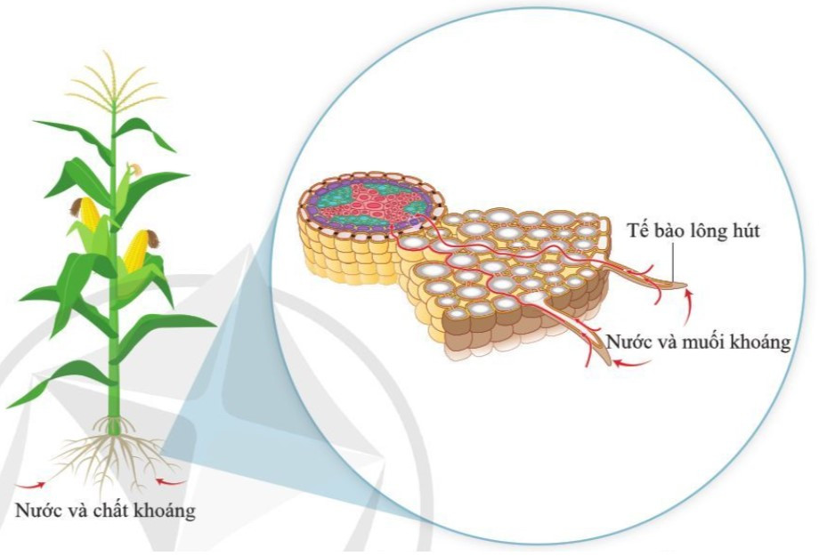 Lý thuyết Khoa học tự nhiên 7 Bài 25: Trao đổi nước và các chất dinh dưỡng ở thực vật - Cánh diều (ảnh 1)