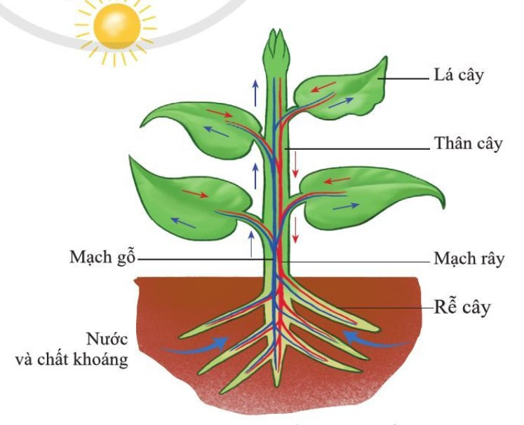 Lý thuyết Khoa học tự nhiên 7 Bài 25: Trao đổi nước và các chất dinh dưỡng ở thực vật - Cánh diều (ảnh 1)