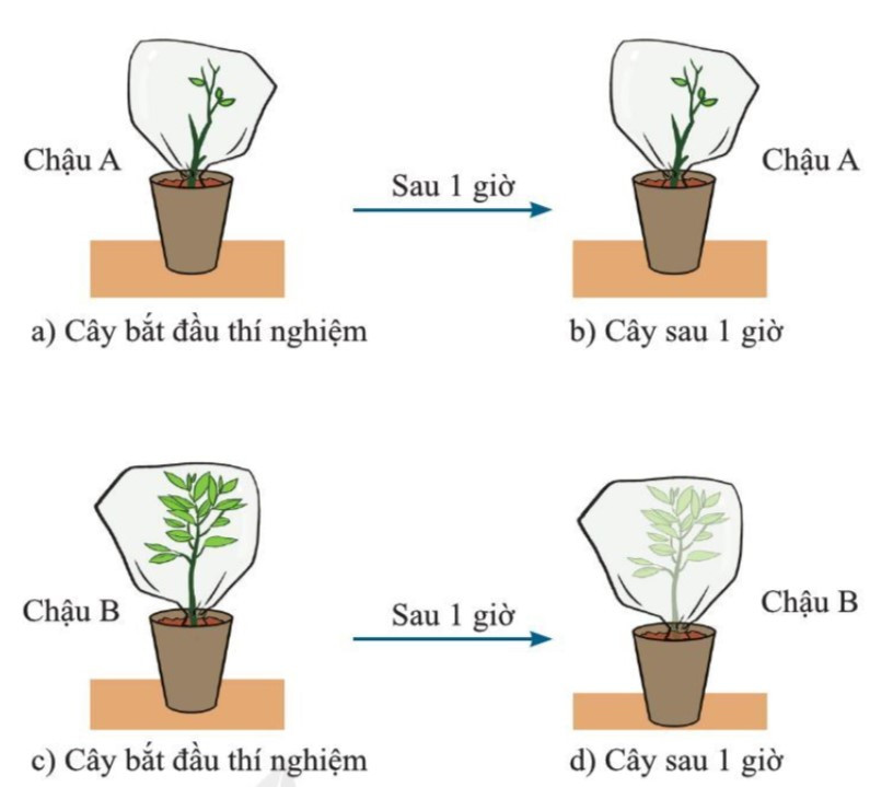 Lý thuyết Khoa học tự nhiên 7 Bài 25: Trao đổi nước và các chất dinh dưỡng ở thực vật - Cánh diều (ảnh 1)