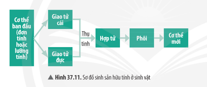 Khoa học tự nhiên 7 Bài 37: Sinh sản ở sinh vật | KHTN 7 Chân trời sáng tạo (ảnh 26)