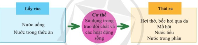 Lý thuyết Khoa học tự nhiên 7 Bài 26: Trao đổi nước và các chất dinh dưỡng ở động vật - Cánh diều (ảnh 1)