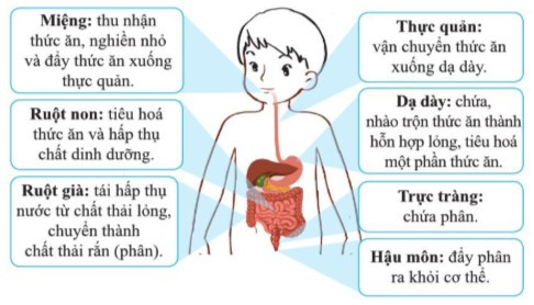 Lý thuyết Khoa học tự nhiên 7 Bài 26: Trao đổi nước và các chất dinh dưỡng ở động vật - Cánh diều (ảnh 1)