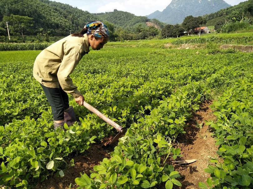 Lý thuyết Khoa học tự nhiên 7 Bài 27: Khái quát về cảm ứng và cảm ứng ở thực vật - Cánh diều (ảnh 1)