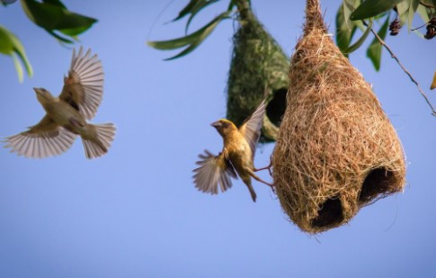 Lý thuyết Khoa học tự nhiên 7 Bài 28: Cảm ứng ở động vật - Cánh diều (ảnh 1)