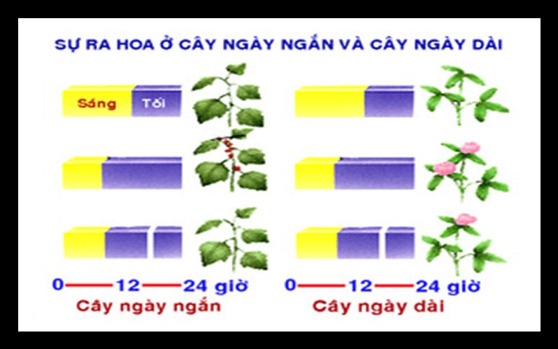 Lý thuyết Khoa học tự nhiên 7 Bài 29: Khái quát về sinh trưởng và phát triển ở sinh vật - Cánh diều (ảnh 1)