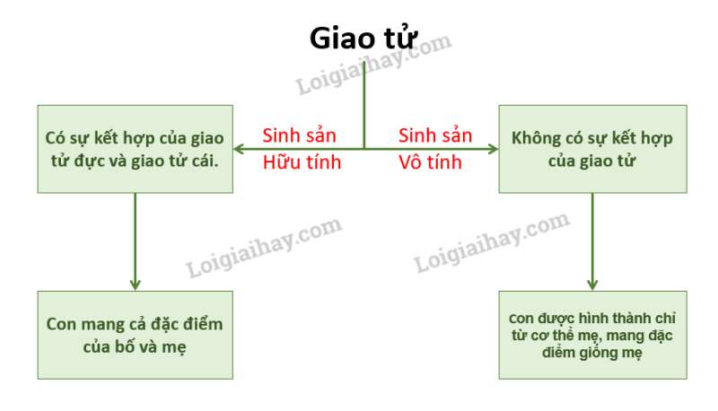 Khoa học tự nhiên 7 Bài 37: Sinh sản ở sinh vật | KHTN 7 Chân trời sáng tạo (ảnh 29)