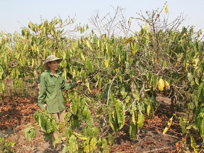 Lý thuyết Khoa học tự nhiên 7 Bài 29: Khái quát về sinh trưởng và phát triển ở sinh vật - Cánh diều (ảnh 1)