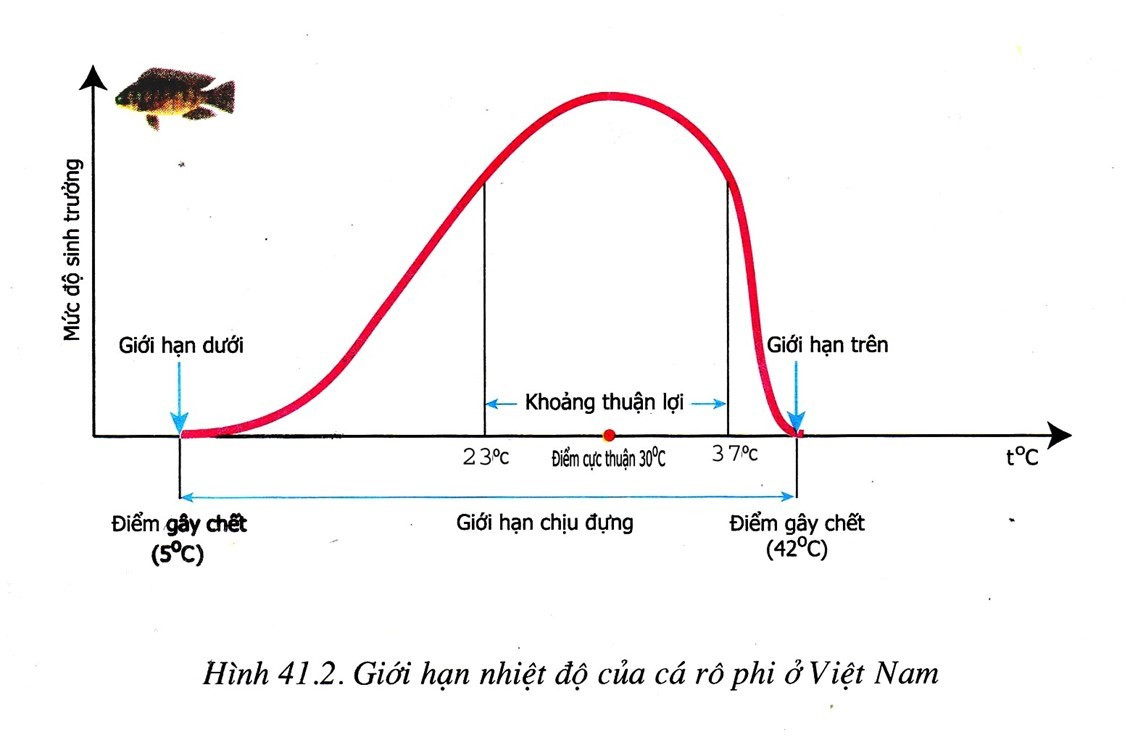 Lý thuyết Khoa học tự nhiên 7 Bài 29: Khái quát về sinh trưởng và phát triển ở sinh vật - Cánh diều (ảnh 1)