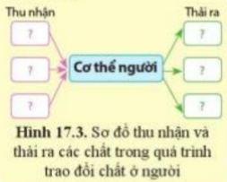 Khoa học tự nhiên 7 Bài 17: Vai trò của trao đổi chất và chuyển hóa năng lượng ở sinh vật | KHTN 7 Cánh diều (ảnh 2)