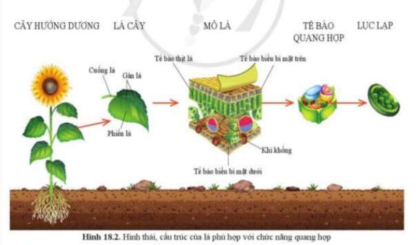 Khoa học tự nhiên 7 Bài 18: Quang hợp ở thực vật | KHTN 7 Cánh diều (ảnh 2)