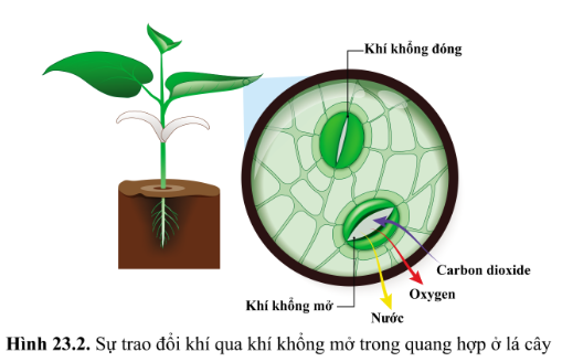 Khoa học tự nhiên 7 Bài 23: Trao đổi khí ở sinh vật | KHTN 7 Cánh diều (ảnh 2)