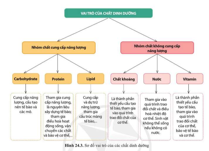 Khoa học tự nhiên 7 Bài 24: Vai trò của nước và các chất dinh dưỡng đối với cơ thể sinh vật | KHTN 7 Cánh diều (ảnh 2)