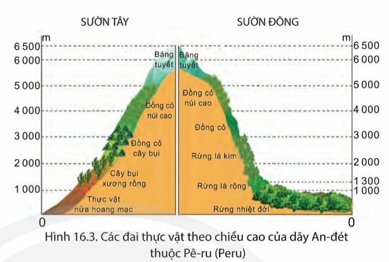 Địa Lí 7 Bài 16: Thiên nhiên Trung và Nam Mỹ | Chân trời sáng tạo (ảnh 3)