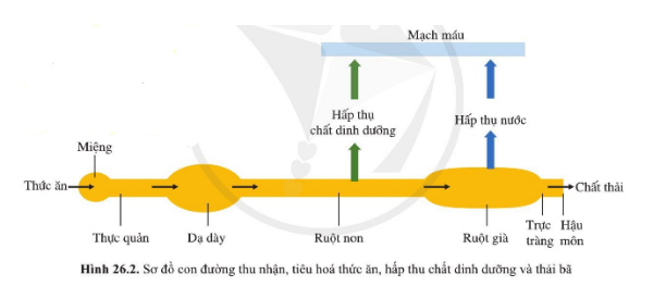 Khoa học tự nhiên 7 Bài 26: Trao đổi nước và các chất dinh dưỡng ở động vật | KHTN 7 Cánh diều (ảnh 2)