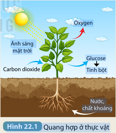 Khoa học tự nhiên 7 Bài 22: Quang hợp ở thực vật | KHTN 7 Kết nối tri thức (ảnh 2)