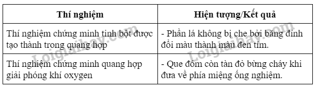 Khoa học tự nhiên 7 Bài 24: Thực hành: Chứng minh quang hợp ở cây xanh | KHTN 7 Kết nối tri thức (ảnh 3)