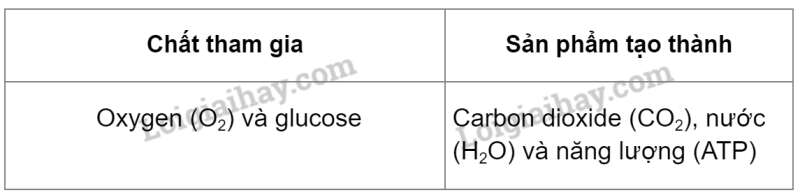 Khoa học tự nhiên 7 Bài 25: Hô hấp tế bào | KHTN 7 Kết nối tri thức (ảnh 2)