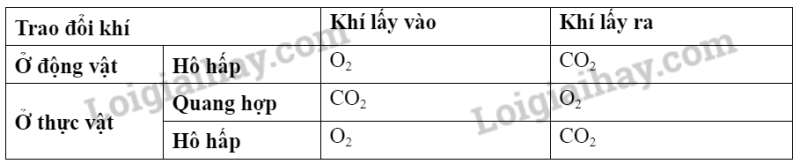 Khoa học tự nhiên 7 Bài 28: Trao đổi khí ở sinh vật | KHTN 7 Kết nối tri thức (ảnh 2)