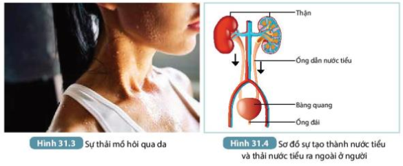 Khoa học tự nhiên 7 Bài 31: Trao đổi nước và chất dinh dưỡng ở động vật | KHTN 7 Kết nối tri thức (ảnh 2)