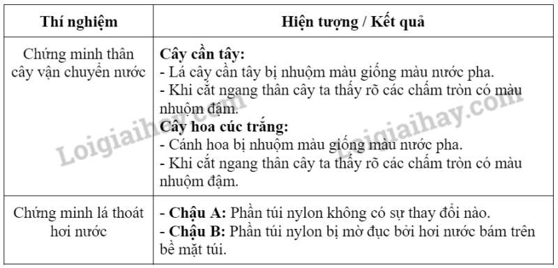 Khoa học tự nhiên 7 Bài 32: Thực hành: Thân vận chuyển nước và lá thoát hơi nước | KHTN 7 Kết nối tri thức (ảnh 2)