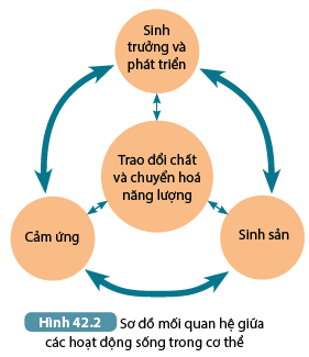 Khoa học tự nhiên 7 Bài 42: Cơ thể sinh vật là một thể thống nhất | KHTN 7 Kết nối tri thức (ảnh 2)