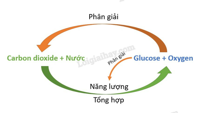 Khoa học tự nhiên 7 Bài 25: Hô hấp tế bào | KHTN 7 Chân trời sáng tạo (ảnh 2)