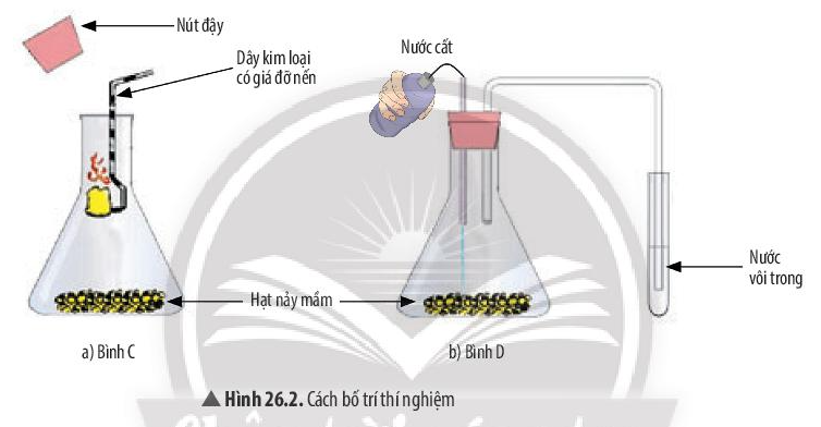 Khoa học tự nhiên 7 Bài 26: Thực hành về hô hấp tế bào ở thực vật thông qua sự nảy mầm của hạt | KHTN 7 Chân trời sáng tạo (ảnh 2)