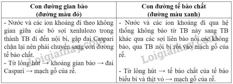 Khoa học tự nhiên 7 Bài 29: Trao đổi nước và các dinh dưỡng ở thực vật | KHTN 7 Chân trời sáng tạo (ảnh 3)