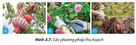 Lý thuyết Công Nghệ 7 Bài 3: Quy trình trồng trọt - Chân trời sáng tạo (ảnh 1)