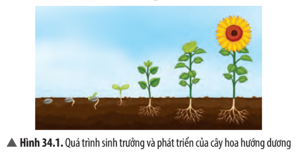 Khoa học tự nhiên 7 Bài 34: Sinh trưởng và phát triển ở sinh vật | KHTN 7 Chân trời sáng tạo (ảnh 2)