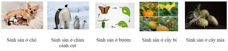 Khoa học tự nhiên 7 Bài 37: Sinh sản ở sinh vật | KHTN 7 Chân trời sáng tạo (ảnh 3)