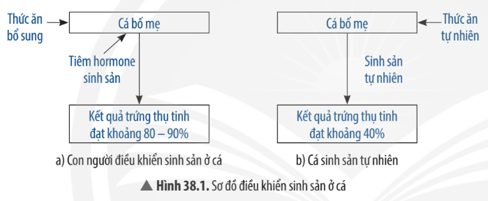 Khoa học tự nhiên 7 Bài 38: Các yếu tố ảnh hưởng đến sinh sản và điều hoà, điều khiển sinh sản ở sinh vật | KHTN 7 Chân trời sáng tạo (ảnh 2)