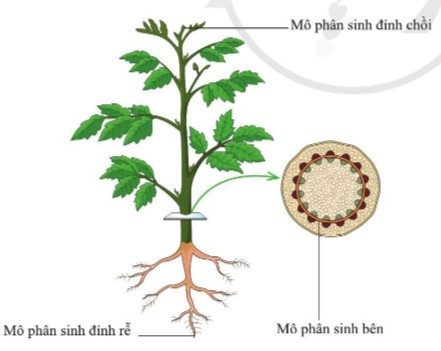 Lý thuyết Khoa học tự nhiên 7 Bài 30: Sinh trưởng và phát triển ở thực vật - Cánh diều (ảnh 1)