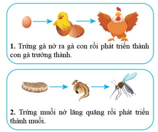 Lý thuyết Khoa học tự nhiên 7 Bài 31: Sinh trưởng và phát triển ở động vật - Cánh diều (ảnh 1)