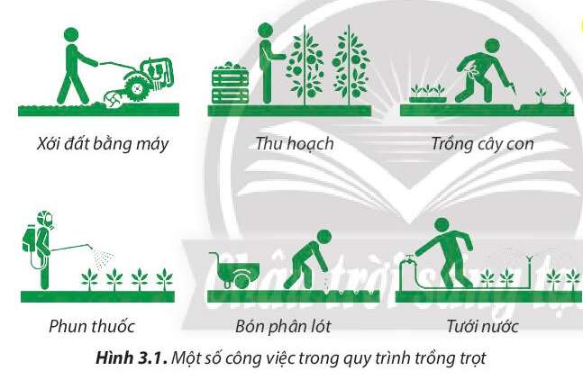 Công nghệ 7 Bài 3: Quy trình trồng trọt | Chân trời sáng tạo (ảnh 1)