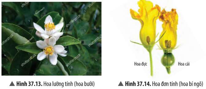 Khoa học tự nhiên 7 Bài 37: Sinh sản ở sinh vật | KHTN 7 Chân trời sáng tạo (ảnh 32)