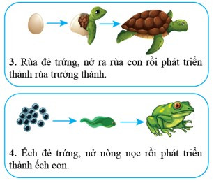 Lý thuyết Khoa học tự nhiên 7 Bài 31: Sinh trưởng và phát triển ở động vật - Cánh diều (ảnh 1)