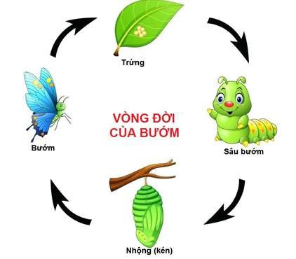 Lý thuyết Khoa học tự nhiên 7 Bài 31: Sinh trưởng và phát triển ở động vật - Cánh diều (ảnh 1)